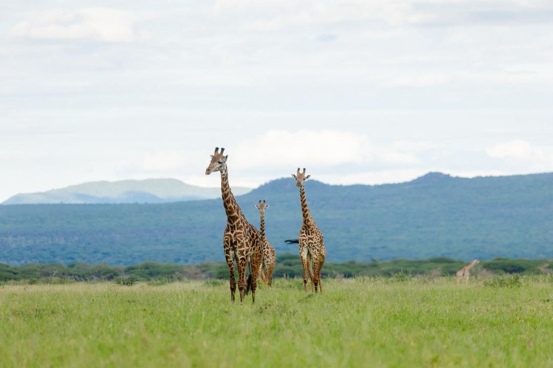 WhatsApp Image 2025-10-20 at 1.53.09 AM (1)