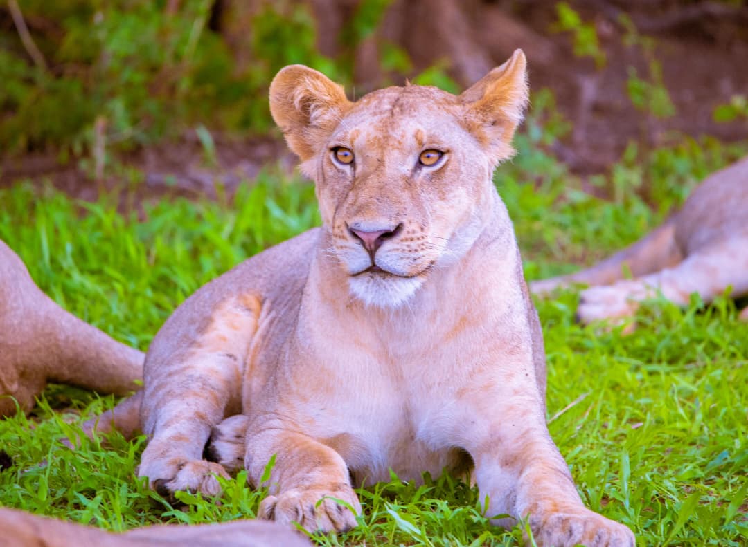 WhatsApp Image 2026-01-02 at 5.37.27 PM (1)